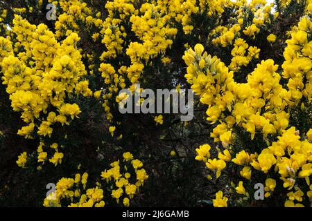 Leuchtende gelbe Ginsterblüten blühen im Frühling in der schottischen Landschaft Stockfoto