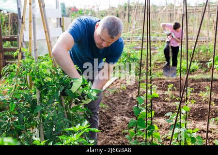 Hobbygärtner, der Tomatenpflanzen im Familiengarten bindet Stockfoto