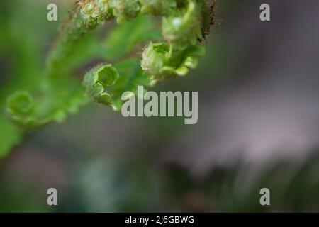Wunderschöne Nahaufnahme von frischen grünen jungen Wildfarnknospen in Spiralform, selektiver Makrofokus. Lockiges Farnblatt im Wald, Makro mit flachem dof Stockfoto