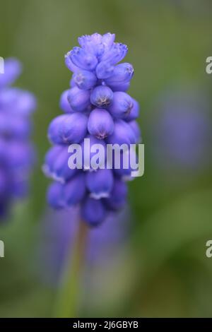 Blaue Hyazinthen-Blüten-Nahaufnahme, selektiver Fokus. Muscari armeniacum Nahaufnahme, blaue armenische Traubenhyazinthen Nahaufnahme, Frühlingsblumen in Blüte, Großbritannien. Hochwertiges Foto Stockfoto