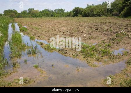 Überschwemmtes und schlammiges Agrarfeld nach starken Regenfällen im Frühjahr. Stockfoto