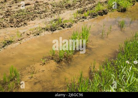 Überschwemmtes und schlammiges Agrarfeld nach starken Regenfällen im Frühjahr. Stockfoto