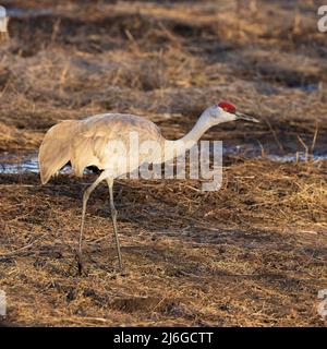 Kleiner Sandhill Kranich im Goldenen Abendlicht Stockfoto