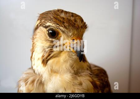 Nahaufnahme eines Falkendrehkopfes - eines ausgestopften Vogels. Stockfoto