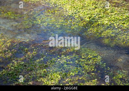 Clear Stream mit grünen natürlichen Wasserpflanzen Stockfoto