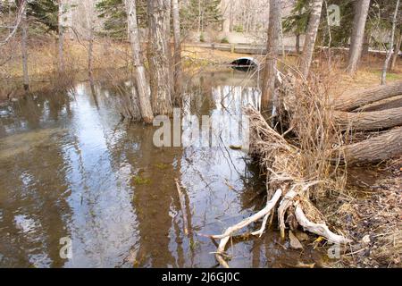 Rohrleitung unter Straße von Stream Oxbow im Park Stockfoto