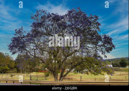 Wunderschöne blühende Jacaranda Bäume im Upcountry maui. Stockfoto