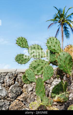 Opuntia (Kaktusfeige, Birnenkäktus), Gattung der blühenden Pflanzen in der Kaktusfamilie Cactaceae. Rote, Indonesien. Stockfoto
