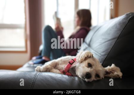 Ein kleiner Snorkie-Hund entspannt sich auf einer Couch in der Nähe eines heranwachsenden Mädchens, das im Hintergrund verwischt wird Stockfoto