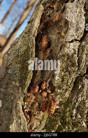 Cluster von Chrysalis-Chrysalis der Zigeunermoten auf dem Eichen-Rind-Makro aus nächster Nähe Stockfoto