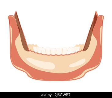 Unterkiefer des Skeletts menschliche Kopfansicht mit unterer Zahnreihe. Schädel Unterkiefer Kopf Modell. Chump realistische flache natürliche Farbe Konzept Vektor-Illustration der Anatomie isoliert auf weißem Hintergrund Stock Vektor