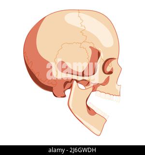 Schädel offenen Mund Skelett menschliche Kopf Seitenansicht mit Zähnen Reihe. Modell mit menschlichem Kopf. Set von chump realistisch flach natürlichen 3D Farbkonzept. Vektordarstellung der Anatomie auf weißem Hintergrund isoliert Stock Vektor