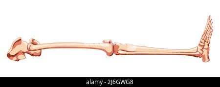 Untere Extremitäten menschliches Becken mit Bein, Oberschenkel Füße, Knöchel Skelett Seitenansicht. Anatomisch korrektes 3D realistisches, flaches natürliches Farbkonzept Vektordarstellung von isoliert auf weißem Hintergrund Stock Vektor