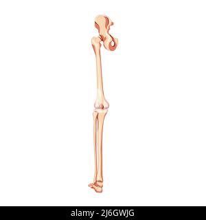 Menschliches Becken mit Bein Skelett Rückansicht mit Hüftknochen, Oberschenkeln, Fuß, Oberschenkel, Oberschenkel, Patella, Knie, Fibel. Anatomisch korrektes 3D realistisches, flaches natürliches Farbkonzept Vektordarstellung der Anatomie isoliert Stock Vektor