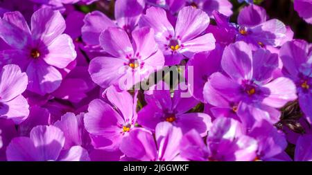 Nahaufnahme von Blüten von Phlox subulata in rosa Farbtönen im April Stockfoto