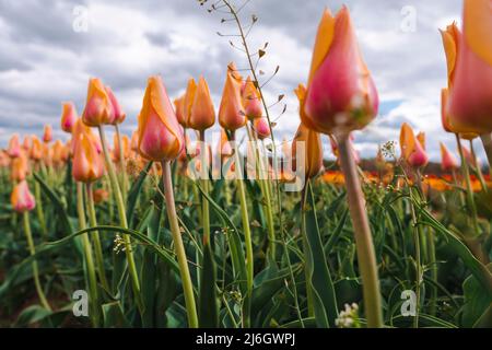 Feld der französischen Single Late Tulips in New Jersey Stockfoto