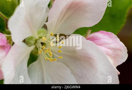 Weiße Apfelblüten aus nächster Nähe. Selektiver Fokus. Ein blühender Apfelbaum im Garten Stockfoto