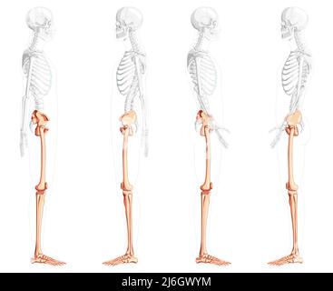 Set der unteren Gliedmaßen Human Beckenbeine, Oberschenkelfüße, Skelett Seitenansicht mit teilweise transparenter Körperposition. Anatomisch korrektes 3D realistisches, flaches, natürliches Farbkonzept Vektordarstellung Stock Vektor