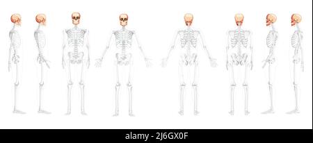 Set aus Schädel Skelett Kopf vorne Rückseite Ansicht mit offenen Seitenhänden teilweise transparente Körperposition. Menschliches Modell anatomisch korrekt. Chump realistische flache natürliche Farbe Vektor-Illustration Stock Vektor