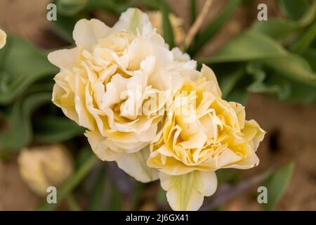 Selektiver Fokus von schönen weißen Tulpen mit grünen Blättern Stockfoto