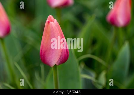 Felder voller rosa Tulpen in New Jersey Stockfoto