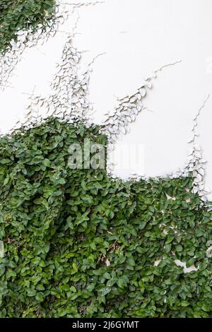 ficus pumila schleichende oder kriechende Feige, die mit Wandfarbe befleckt ist Stockfoto