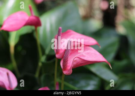 Wunderschöne rosa Anthurium-Blüten mit Schwänzen und verschwommenem dunkelgrünem Laub Stockfoto