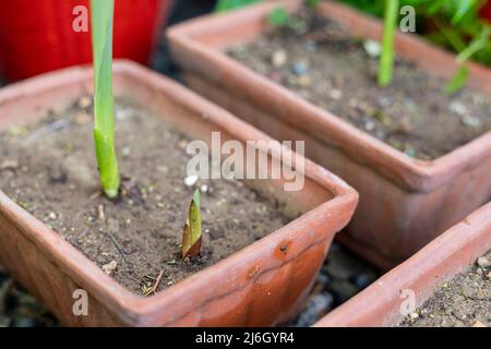 Glads Korm keimen in einem Topf mit selektivem Fokus und verschwommenem Hintergrund Stockfoto