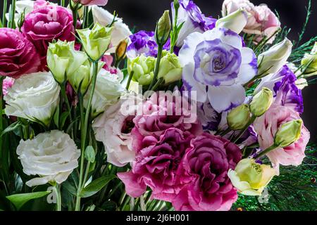 Mehrfarbige Enzianblüten von der Gentianin Lisianthus Eustoma aus nächster Nähe Stockfoto