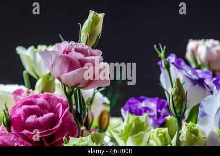 Mehrfarbige Enzianblüten von der Gentianin Lisianthus Eustoma aus nächster Nähe Stockfoto