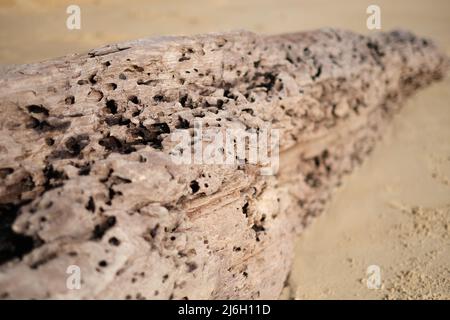 Eine sehr alte, von der Sonne gebleicht und von Würmern gefressen Treibholz, gewaschen, um den unberührten Sandstrand von Andaman Meer Stockfoto