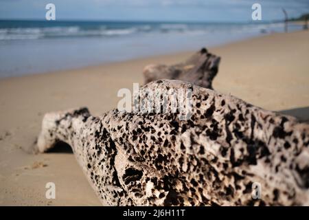 Eine sehr alte, von der Sonne gebleicht und von Würmern gefressen Treibholz, gewaschen, um den unberührten Sandstrand von Andaman Meer Stockfoto