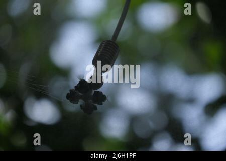 Nahaufnahme eines eingeschalteten Sprinklers und eines Spinnwabens mit darauf kondensierten Wassertropfen Stockfoto