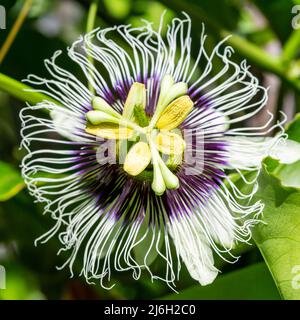 Passionsfrucht blüht (passiflora edulis) und an der Rebe Stockfoto