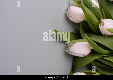 Weiße Tulpen auf hellgrauem Hintergrund. Modell für Grußkarte im Frühling. Stockfoto