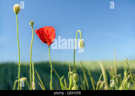 Einzelne rote Mohnblume mit Knospen und Kapsel gegen blauen Himmel Stockfoto