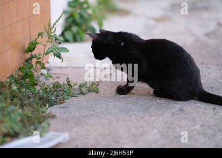 Eine streunende Katze jagt Mäuse Stockfoto