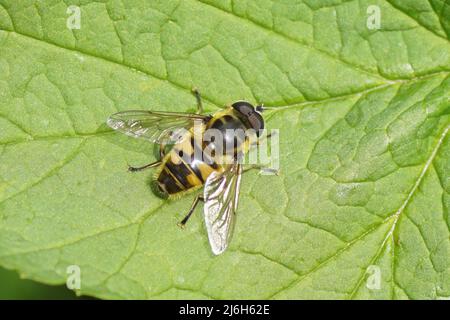 Nahaufnahme des männlichen Batman hoverfly Myathropa florea. Von Familie Syrphidae auf einem Blatt im Frühling in einem niederländischen Garten. Niederlande, Mai Stockfoto