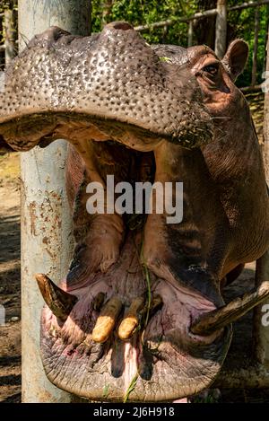 Lustige Flusspferde mit offenem Mund Flusspferd amphibius Stockfoto