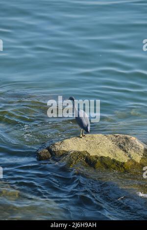 Ein großer Vogel der Reiherfamilie fischt aus Felsen in einem flachen Meer Stockfoto