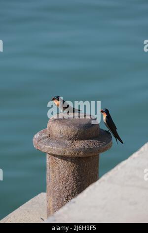 Zwei bunte kleine Vögel ruhen auf einem rostigen Metallmast vor dem verschwommenen Meer Stockfoto