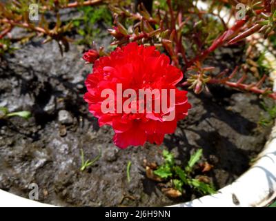 An einem sonnigen Sommertag blühen purslane, rot-weiße Blüten im Garten. Portulaca oleracea, gewöhnliches Purslane, kleines Schwalbenkraut, Pursley Stockfoto