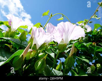 Europäische Bindenkraut, Maissilie, Convolvulus arvensis blüht im Garten. Blumen und Blätter gegen den Himmel Stockfoto