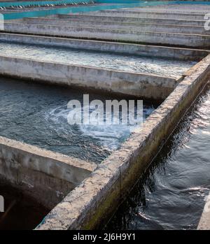 Anbau von Goldforellen und anderen Fischen in Betonbecken. Forellenfarm. Viele Beton Teich bei Aquakultur Farm.IT ist wirtschaftliche Arten von schönen f Stockfoto