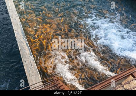 Anbau von Goldforellen und anderen Fischen in Betonbecken. Forellenfarm. Viele Beton Teich bei Aquakultur Farm.IT ist wirtschaftliche Arten von schönen f Stockfoto