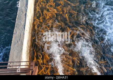 Anbau von Goldforellen und anderen Fischen in Betonbecken. Forellenfarm. Viele Beton Teich bei Aquakultur Farm.IT ist wirtschaftliche Arten von schönen f Stockfoto