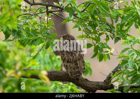 Braune Fischeule oder Bubo zeylonensis oder Ketupa zeylonensis eine große Eulenart, die auf einem Baum thront, mit Blick auf den bandhavgarh-Nationalpark madhya pradesh Stockfoto