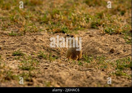 Indische Wüstenjird oder Gerbil oder Meriones hurrianae Nahaufnahme Fütterung Gras aus seinen Höhlen im Wald von Zentral-indien Stockfoto