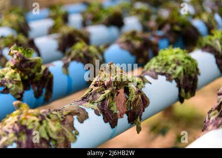 Abgestorbener Roteiche-Salat von zu Hitze Temperatur in hydroponics System Rohr Stockfoto