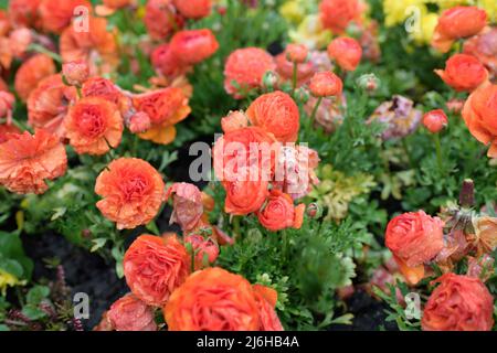 Rote Ranunculus Blumenbeet im Garten - Luxus Dekorationen - eine große Gattung von etwa 600 Arten von blühenden Pflanzen in der Familie Ranunculaceae Stockfoto